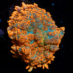 Charmander Rhodactis Mushroom - riptide aquaculture llc