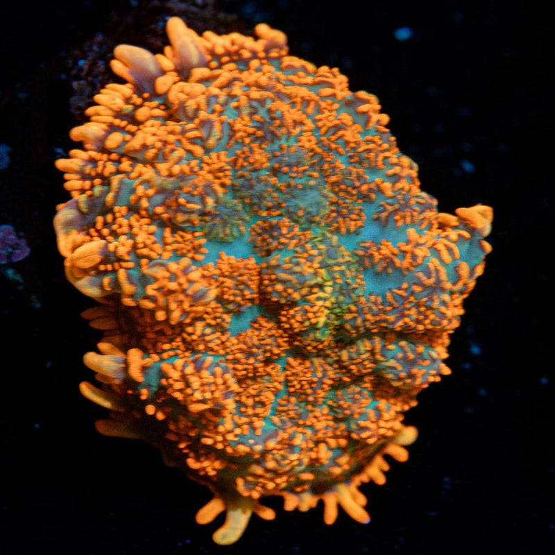 Charmander Rhodactis Mushroom