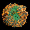 Charmander Rhodactis Mushroom - riptide aquaculture llc