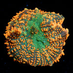 Charmander Rhodactis Mushroom - riptide aquaculture llc
