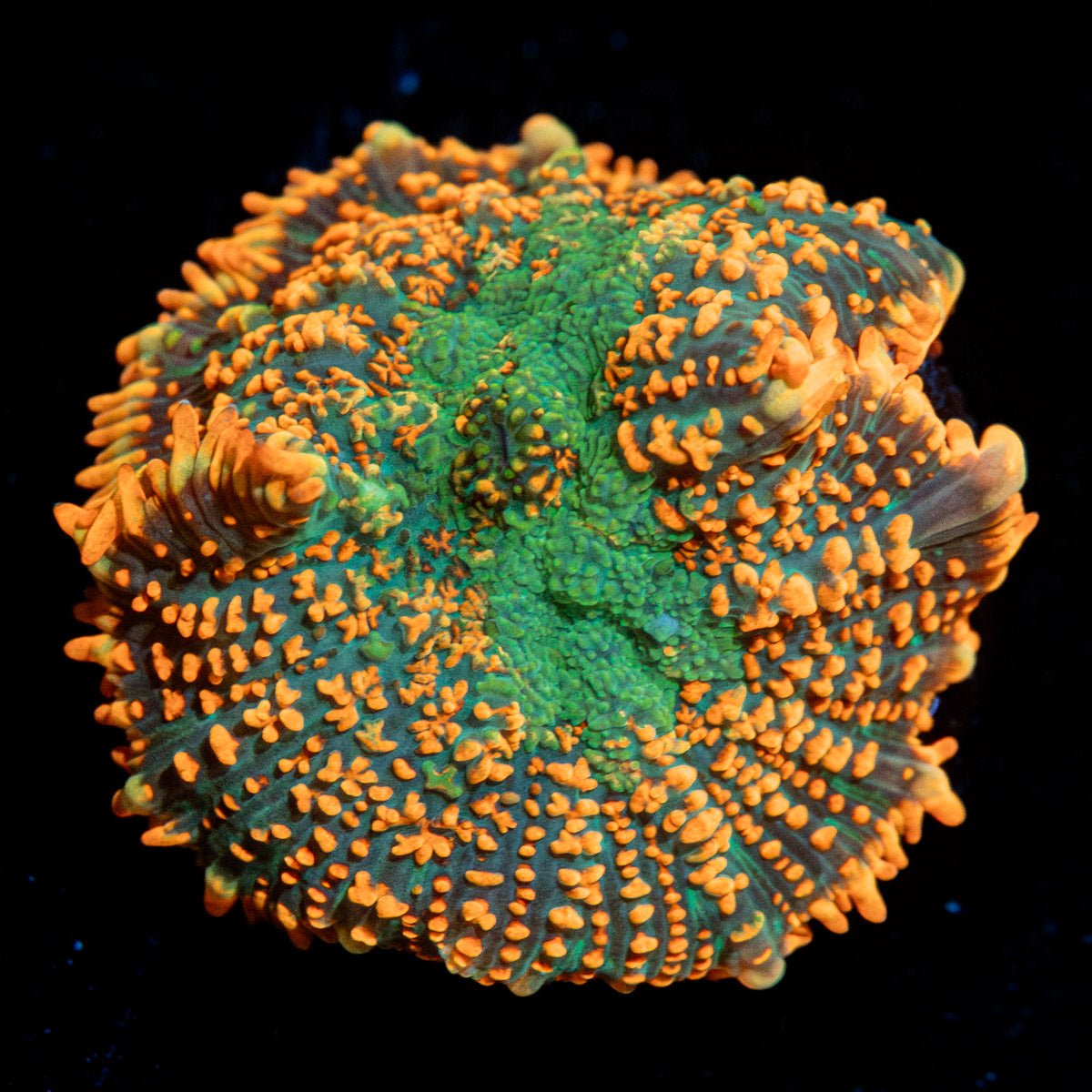 Charmander Rhodactis Mushroom - riptide aquaculture llc