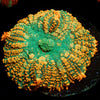 Charmander Rhodactis Mushroom - riptide aquaculture llc