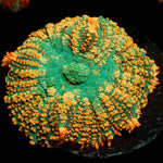 Charmander Rhodactis Mushroom - riptide aquaculture llc