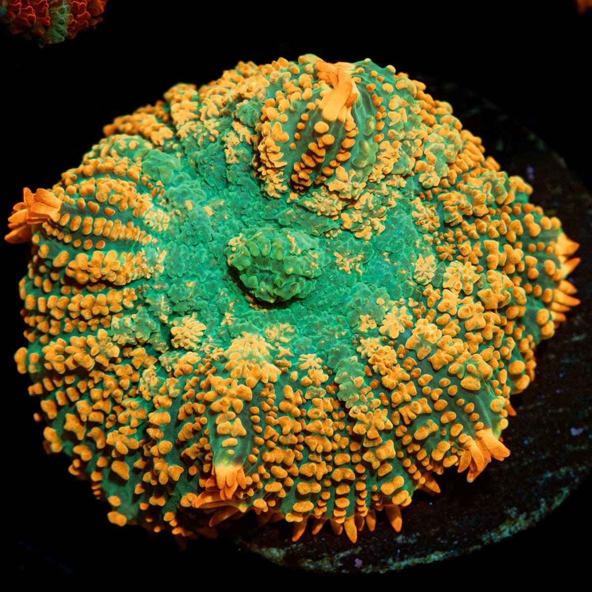 Charmander Rhodactis Mushroom - riptide aquaculture llc