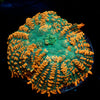Charmander Rhodactis Mushroom - riptide aquaculture llc