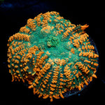 Charmander Rhodactis Mushroom - riptide aquaculture llc