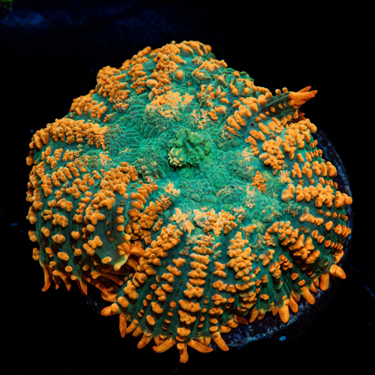 Charmander Rhodactis Mushroom - riptide aquaculture llc