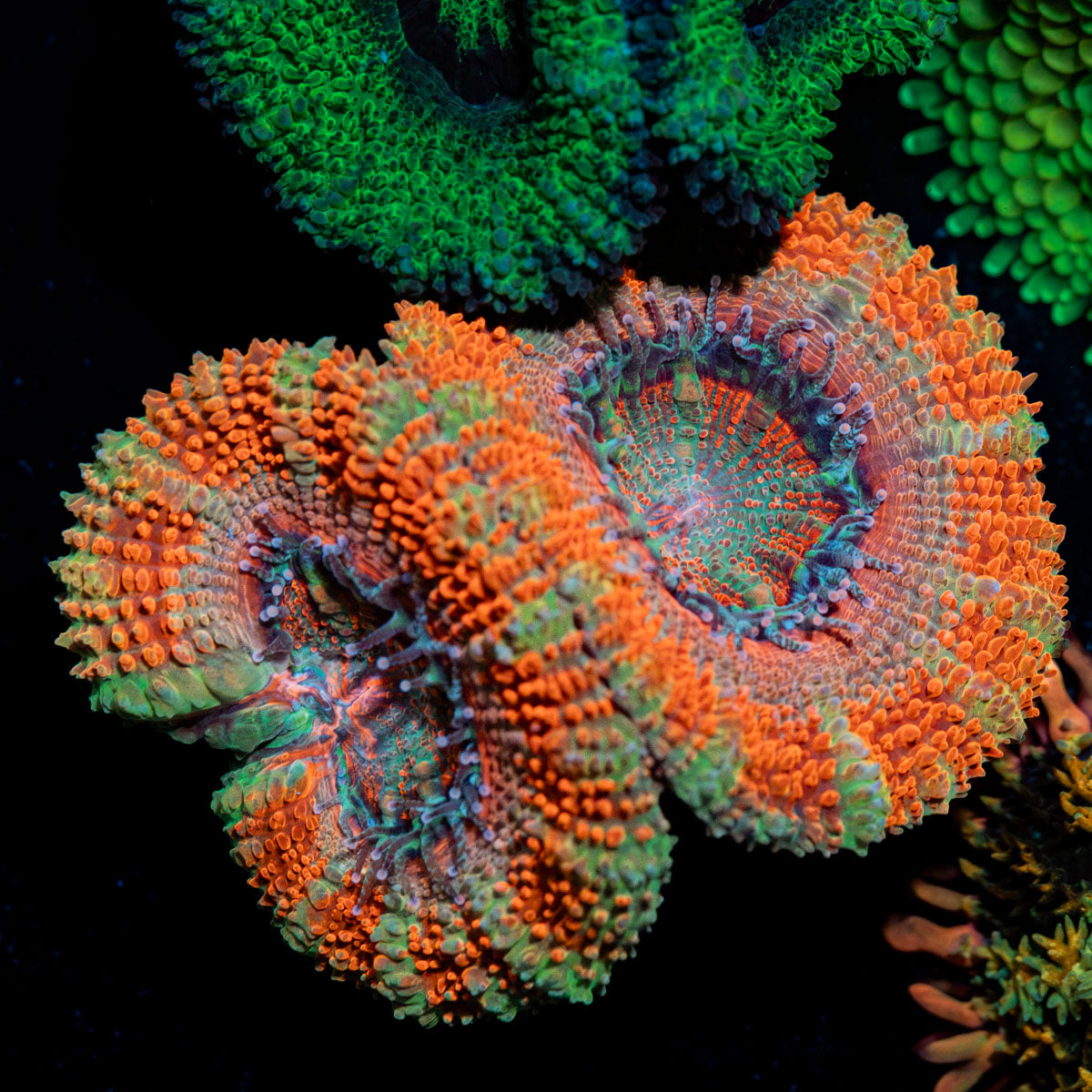 Acan Coral with fleshy polyps in reef aquarium