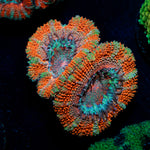 Acan Coral with fleshy polyps in reef aquarium