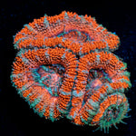 Acan Coral with fleshy polyps in reef aquarium