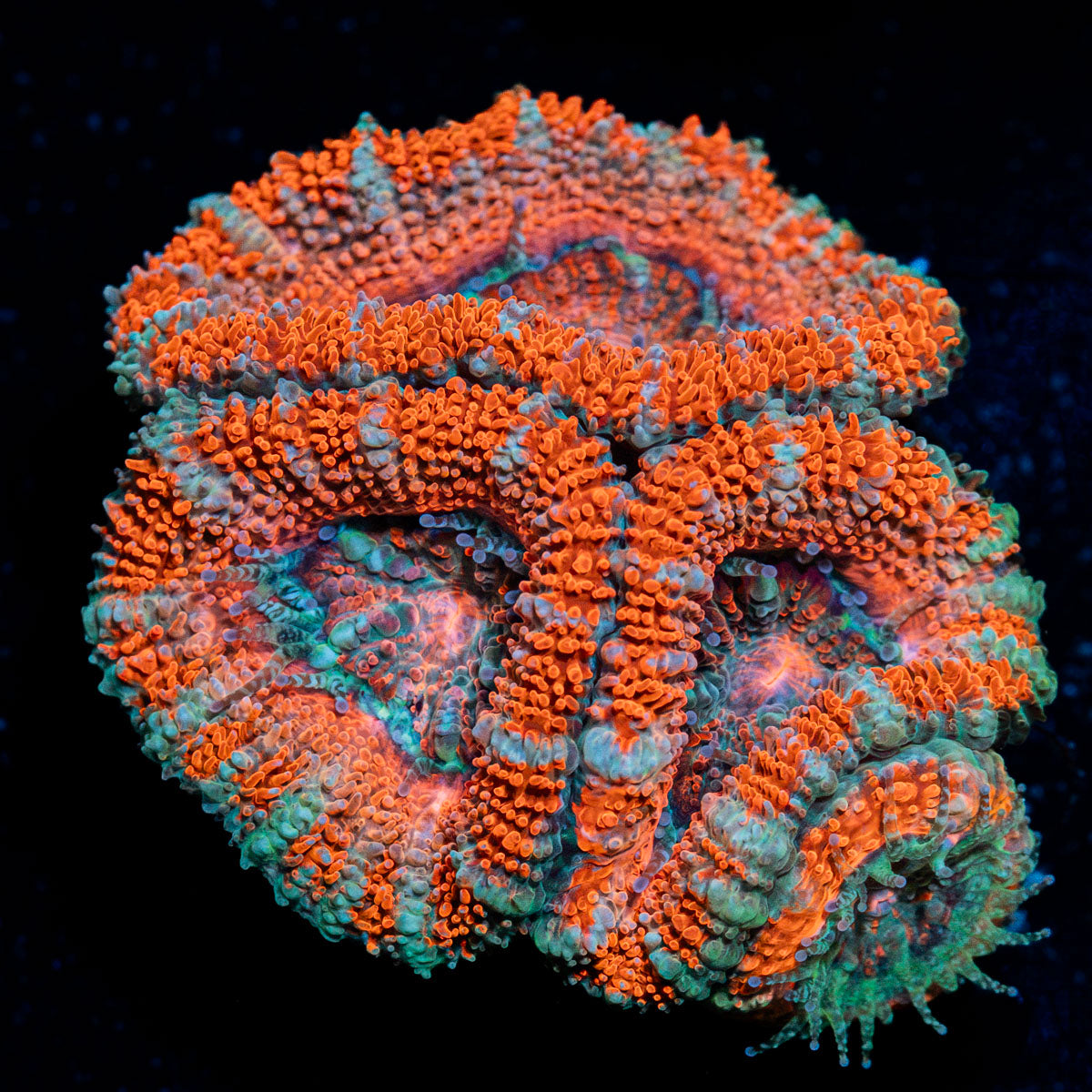 Acan Coral with fleshy polyps in reef aquarium