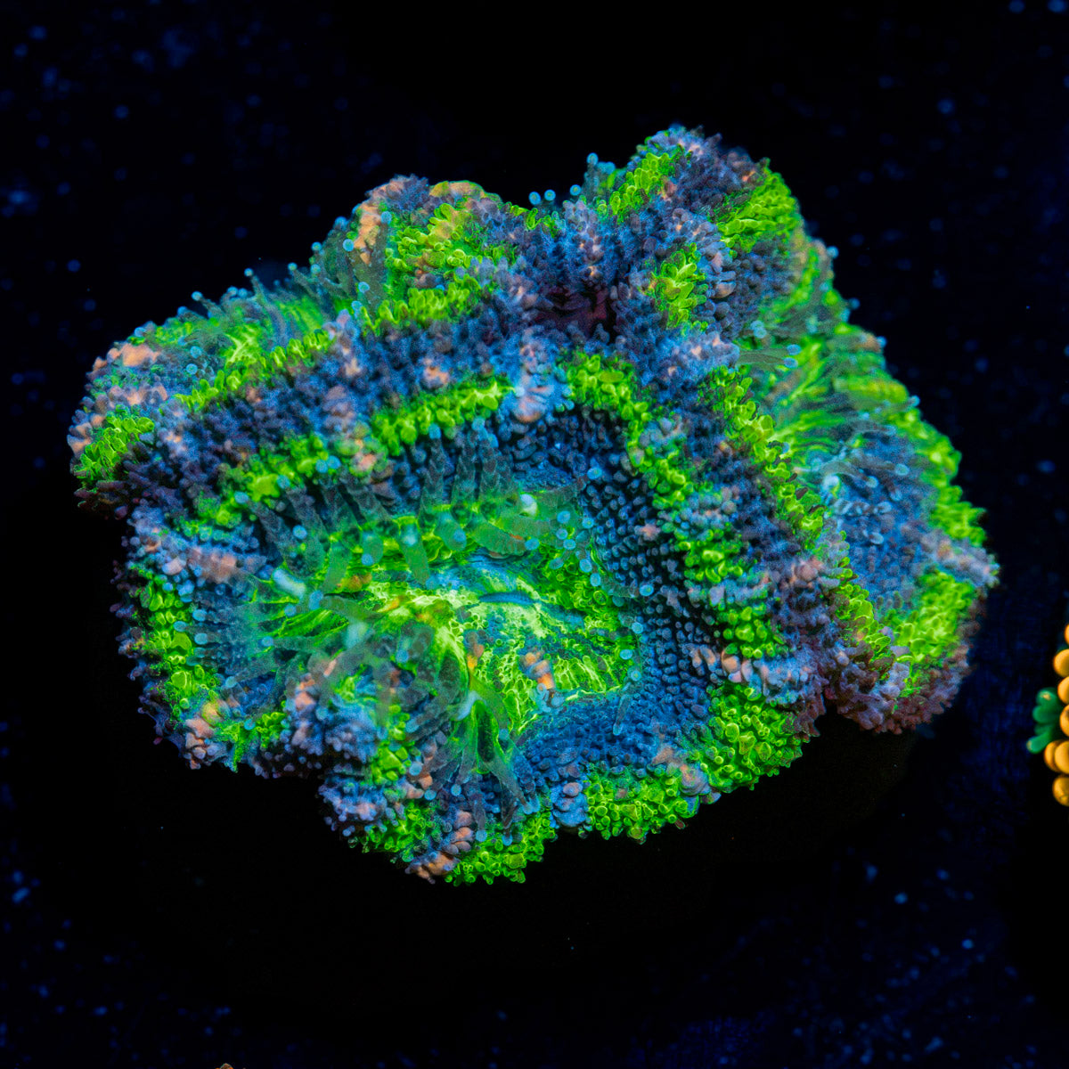 Acan Coral with fleshy polyps in reef aquarium