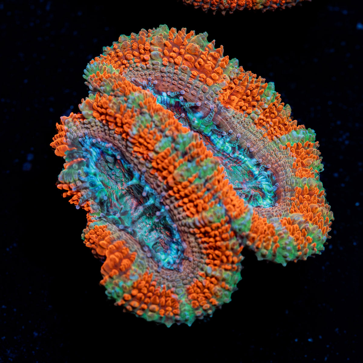 Acan Coral with fleshy polyps in reef aquarium