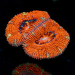 Acan Coral with fleshy polyps in reef aquarium