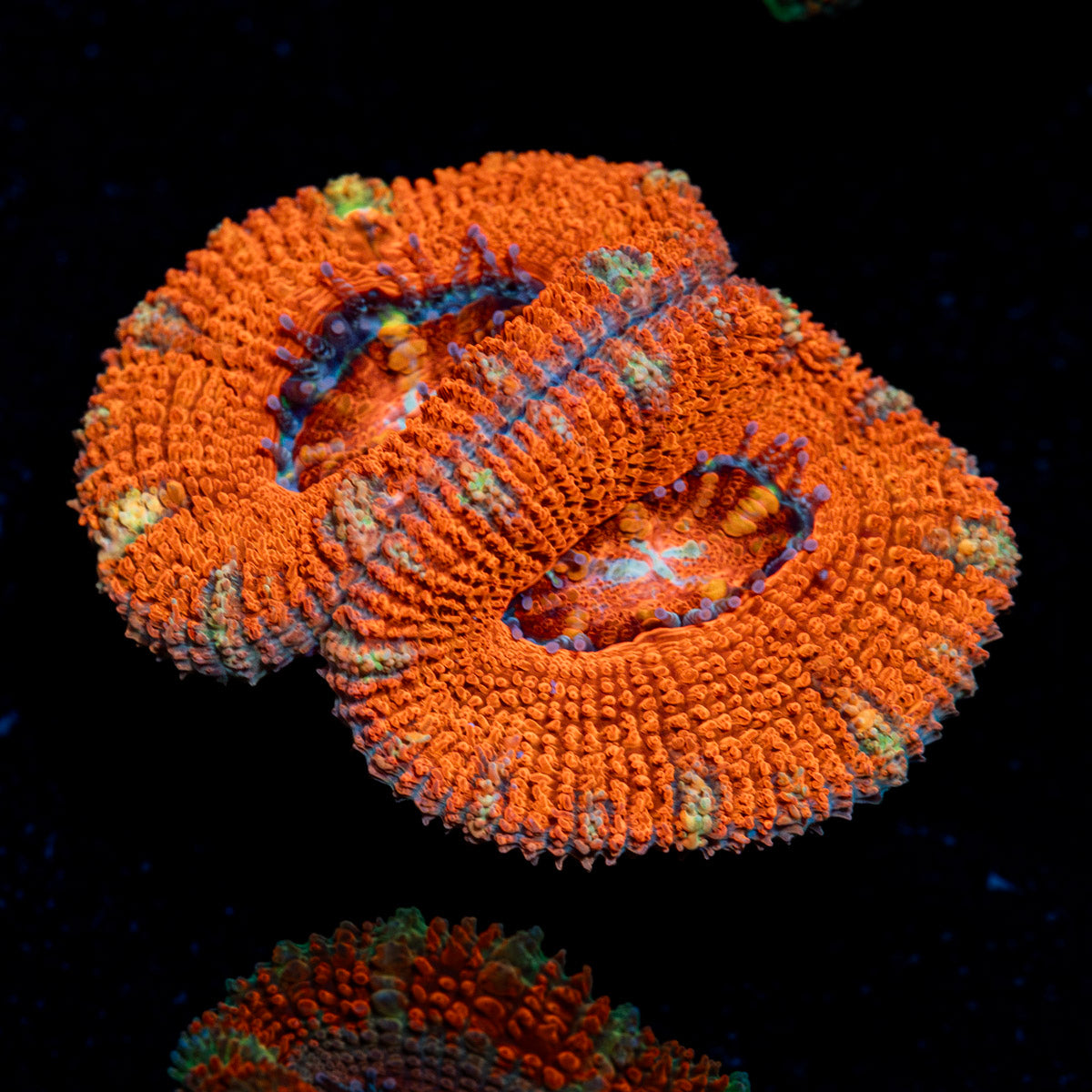 Acan Coral with fleshy polyps in reef aquarium