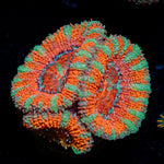Acan Coral with fleshy polyps in reef aquarium