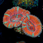 Acan Coral with fleshy polyps in reef aquarium