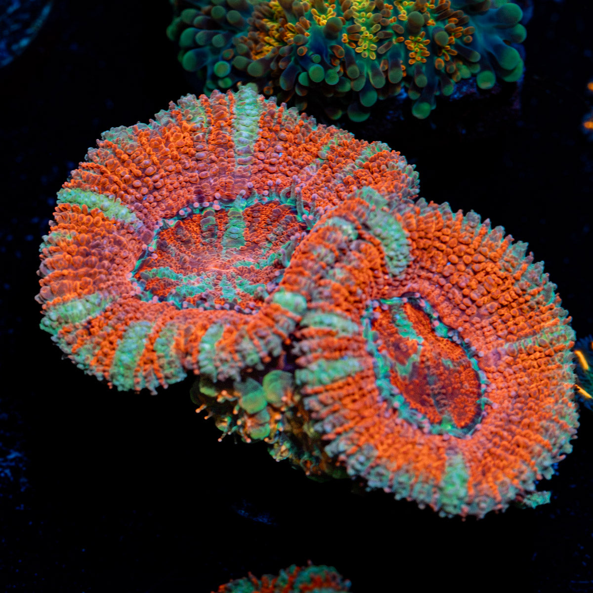 Acan Coral with fleshy polyps in reef aquarium