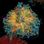 Sun Rise Yuma Mushroom Coral with mushroom disc in reef aquarium