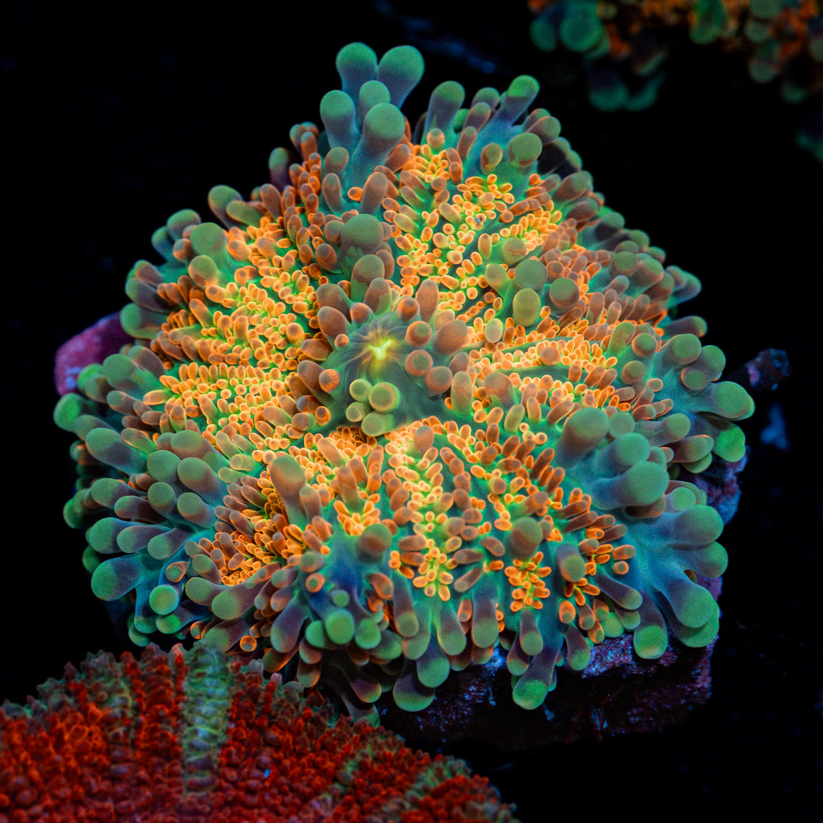 Sun Rise Yuma Mushroom Coral with mushroom disc in reef aquarium