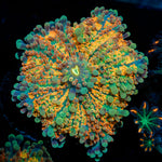 Sun Rise Yuma Mushroom Coral with mushroom disc in reef aquarium