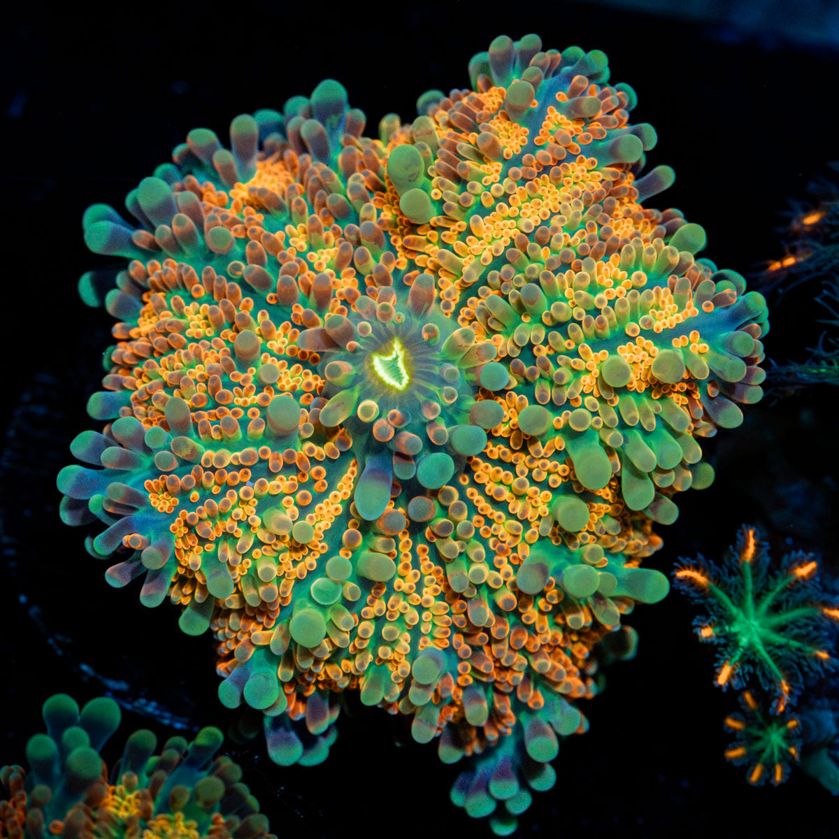 Sun Rise Yuma Mushroom Coral with mushroom disc in reef aquarium