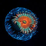 Seduction Zoanthid Coral colony growth in reef aquarium