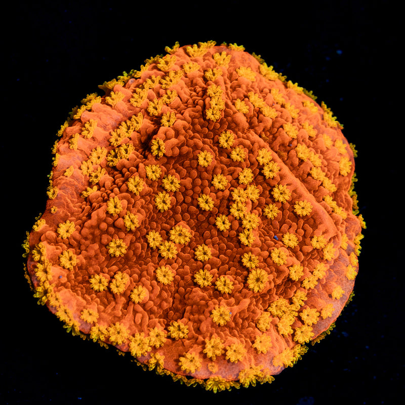 Starburst Montipora with branching growth in reef aquarium
