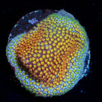 Close Encounter Stylocoeniella Coral with encrusting growth in reef aquarium