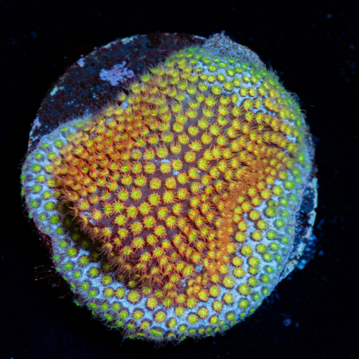 Close Encounter Stylocoeniella Coral with encrusting growth in reef aquarium