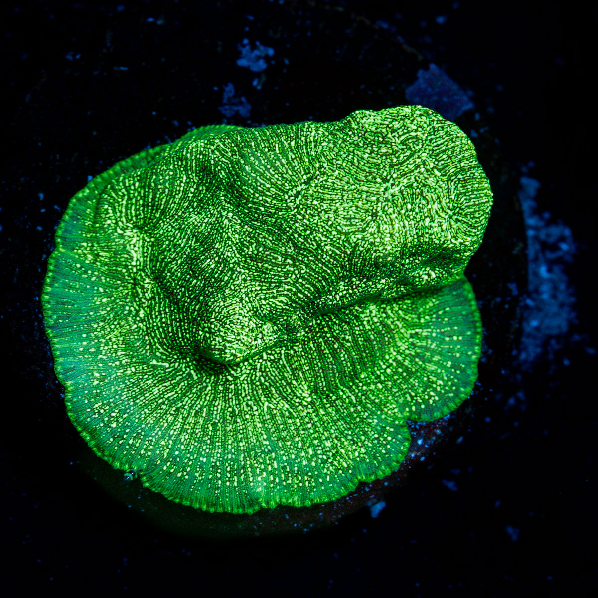 Incredible Hulk Lepto Coral with encrusting growth in reef aquarium