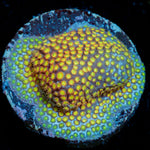 Close Encounter Stylocoeniella Coral with encrusting growth in reef aquarium