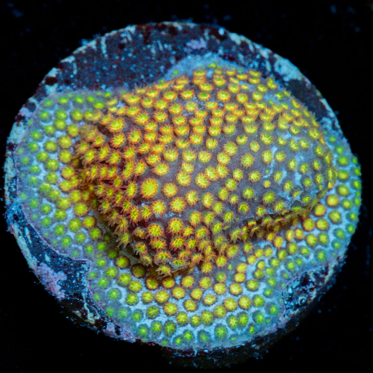 Close Encounter Stylocoeniella Coral with encrusting growth in reef aquarium