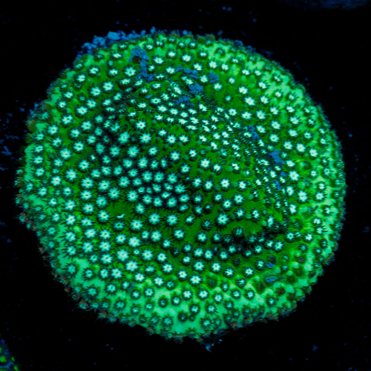 Grassy Green Stylocoeniella Coral with encrusting growth in reef aquarium