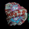 Koala eye Asian Acan - riptide aquaculture llc