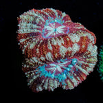 Koala eye Asian Acan - riptide aquaculture llc