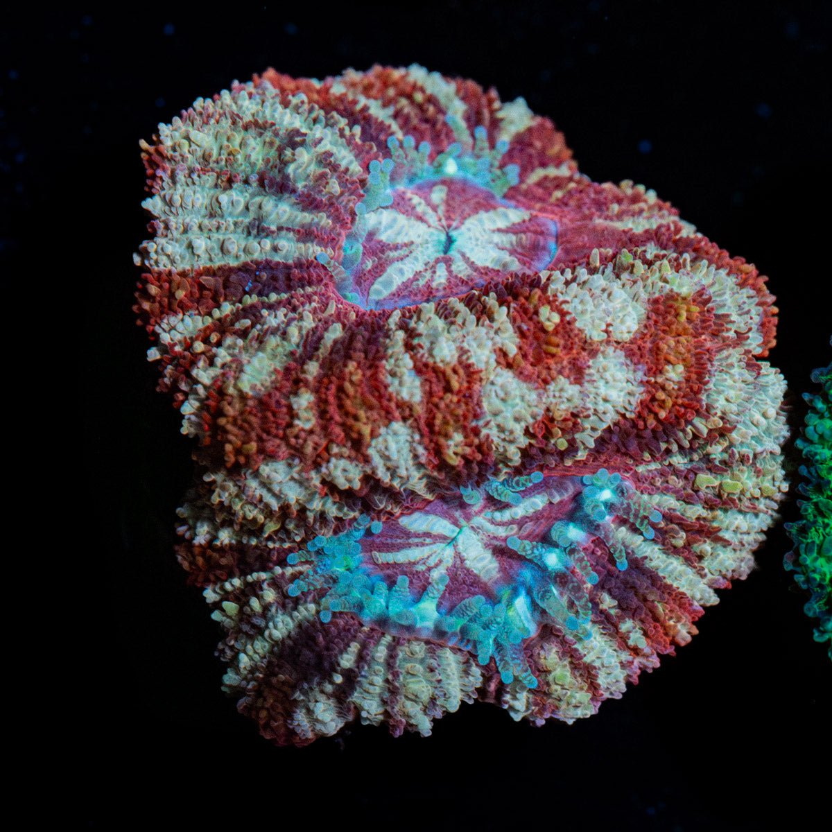 Koala eye Asian Acan - riptide aquaculture llc
