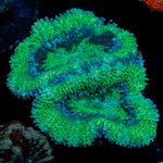 Acan / Micromussa - riptide aquaculture llc
