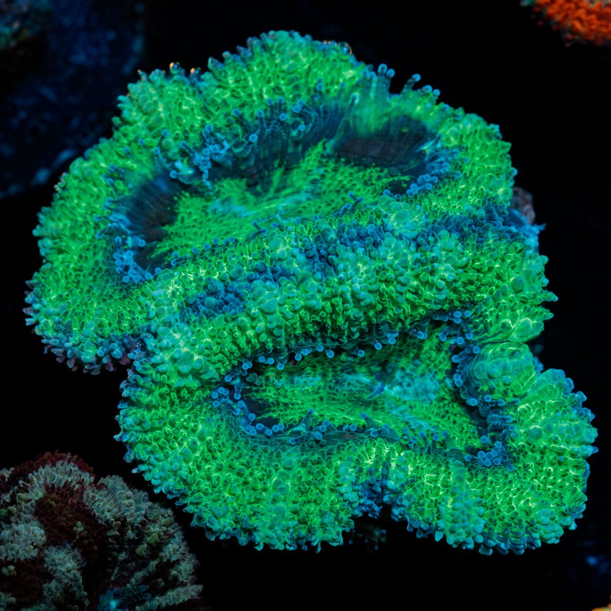 Acan / Micromussa - riptide aquaculture llc
