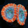 Acan / Micromussa - riptide aquaculture llc