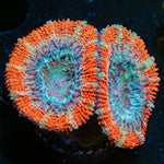 Acan / Micromussa - riptide aquaculture llc