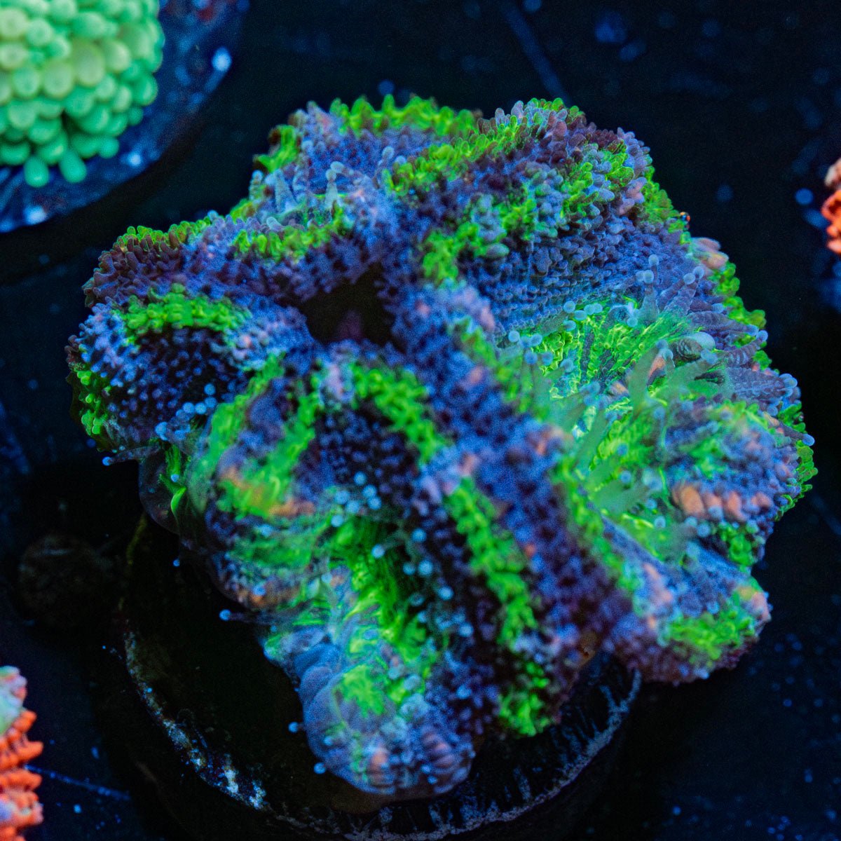 Acan / Micromussa - riptide aquaculture llc