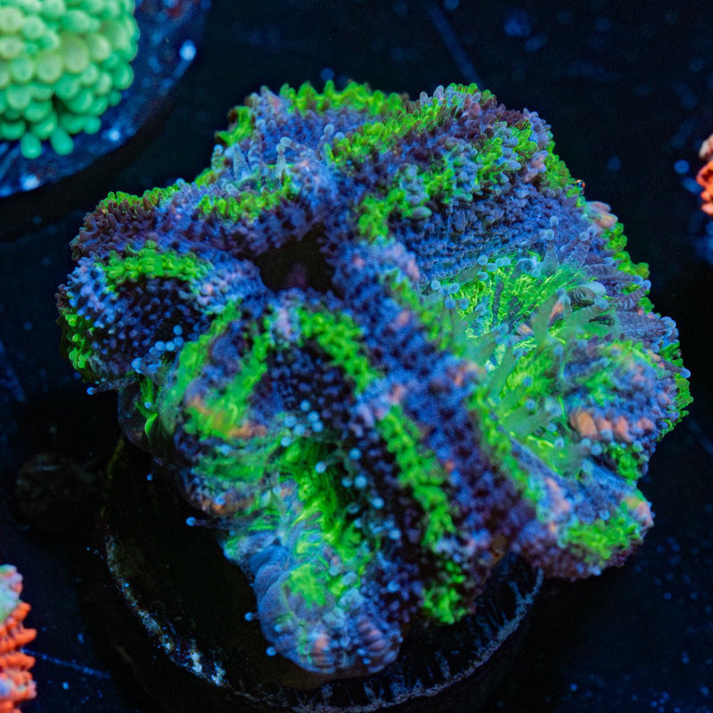Acan /  Micromussa