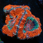 Acan / Micromussa - riptide aquaculture llc