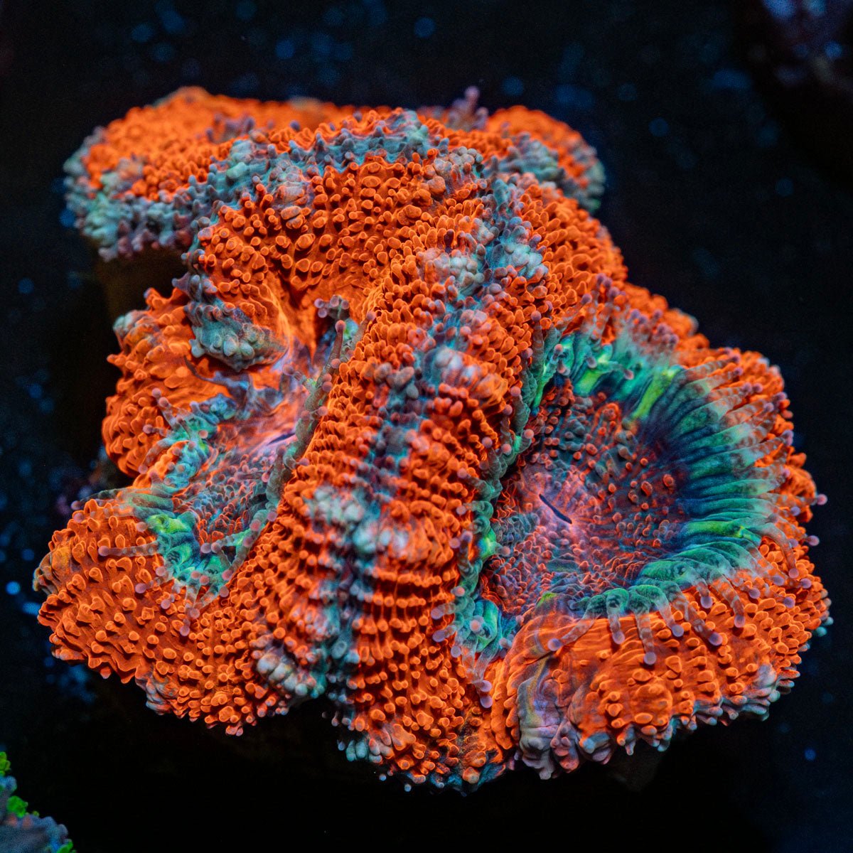 Acan / Micromussa - riptide aquaculture llc