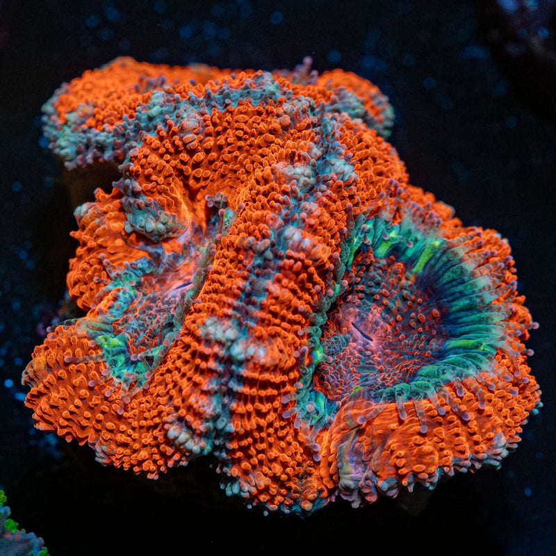 Acan /  Micromussa
