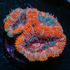 Acan / Micromussa - riptide aquaculture llc