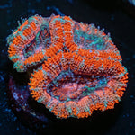 Acan / Micromussa - riptide aquaculture llc