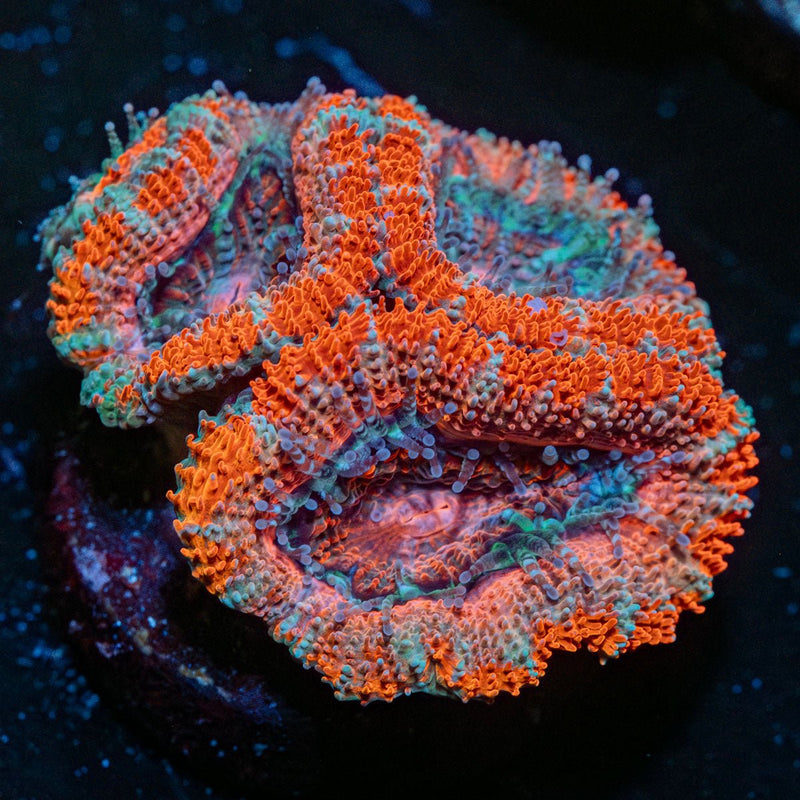 Acan /  Micromussa