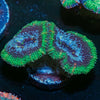 Acan / Micromussa - riptide aquaculture llc